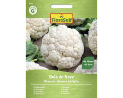 Gemüsesamen FloraSelf Karfiol 'Bola de Neve'