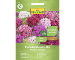 Blumensamen FloraSelf Bartnelke 'Einfachblühende Mischung'