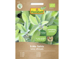 Kräutersamen FloraSelf Bio Salbei 'Salina'