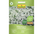 Hornbach Blumensamen FloraSelf Duftsteinkraut 'Schneeteppich'