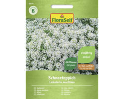 Blumensamen FloraSelf Duftsteinkraut 'Schneeteppich'