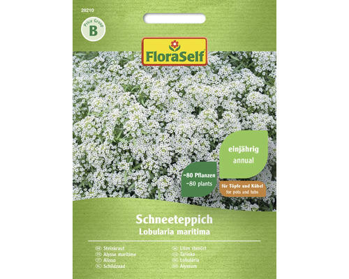 Blumensamen FloraSelf Duftsteinkraut 'Schneeteppich'