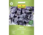 Hornbach Kräutersamen FloraSelf Basilikum 'Chianti'