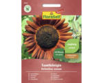 Hornbach Blumensamen FloraSelf Select Sonnenblume 'Samtkönigin'