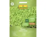 Hornbach Kräutersamen FloraSelf Kresse 'Krause'