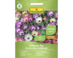 Hornbach Blumensamen FloraSelf Mittagsblume ' Eiskraut Mischung '