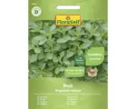 Hornbach Kräutersamen FloraSelf Oregano mehrjährig