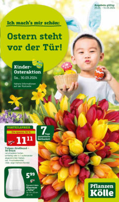 Pflanzen-Kölle Prospekt 	 - gültig ab dem 25.03.2024 | Seite: 11 | Produkte: Tomaten, Gurken