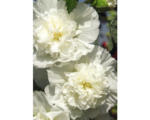 Hornbach Stockrose FloraSelf Alcea rosea 'Pleniflora' H 5-80 cm Co 0,5 L weiß