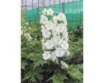 Hornbach Rittersporn FloraSelf Delphinium-Cultivars 'Galahad' H 5-60 cm Co 0,5 L