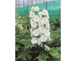 Rittersporn FloraSelf Delphinium-Cultivars 'Galahad' H 5-60 cm Co 0,5 L