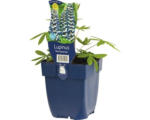 Hornbach Lupine FloraSelf Lupinus -Cultivars 'Governor' H 5-20 cm Co 0,5 L