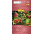Hornbach Erdbeer-Rhizom FloraSelf Select 'Senga Sengana' 1 Stk.