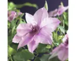 Hornbach Waldrebe FloraSelf Clematis 'Pink Fantasy' 53-70 cm