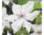 Hornbach Waldrebe FloraSelf Clematis-Cultivars 'Snow Queen' H 50-70 cm Co 2,3 L