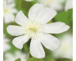 Hornbach Waldrebe FloraSelf Clematis-Cultivars 'Wada's Primrose' H 50-70 cm Co 2,3 L