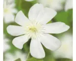 Hornbach Waldrebe FloraSelf Clematis-Cultivars 'Wada's Primrose' H 50-70 cm Co 2,3 L