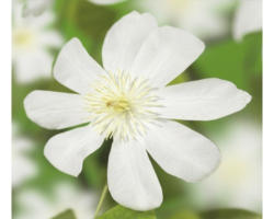 Waldrebe FloraSelf Clematis-Cultivars 'Wada's Primrose' H 50-70 cm Co 2,3 L