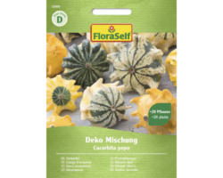 Gemüsesamen FloraSelf Zierkürbis 'Deko Mischung'