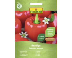 Gemüsesamen FloraSelf Paprika 'Bendigo F1'