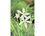 Hornbach Sumpfgladiole FloraSelf Schizosylis coccinea 'Alba' H 20-50 cm Co 0,6 L
