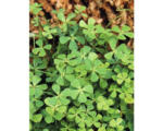 Hornbach Vierblättriger Kleefarn FloraSelf Marsilea quadrifolia H 5-15 cm Co 1 L