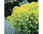 Hornbach Sumpfwolfsmilch FloraSelf Euphorbia palustris H 10-50 cm Co 3 L