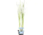 Hornbach Schmalblätriger Rohrkolben FloraSelf Typha angustifolia H 10-30 cm Co 3 L