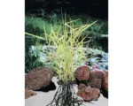 Hornbach Bunter Schilfrohr FloraSelf Phragmites australis 'Variegata' H 10-100 cm Co 0,6 L