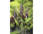 Hornbach Thalia FloraSelf Thalia dealbata H 20-50 cm Co 3 L