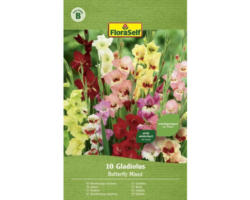 Blumenzwiebel FloraSelf Gladiole 'Schmetterlings-Mischung' 20 Stk.