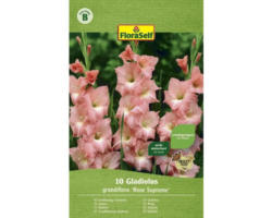 Blumenzwiebeln FloraSelf Gladiole 'Rose Supreme' 10 Stk.