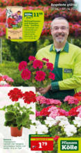 Pflanzen-Kölle Gartencenter Pflanzen-Kölle: Aktuelle Angebote - bis 07.04.2024