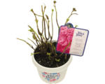 Hornbach Bauernhortensie Hydrangea macrophylla 'Diva fiore' ® Rosa H 30-40 cm Co 5 L rosa