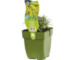 Hornbach Currykraut FloraSelf Helichrysum italicum H 5-20 cm Co 0,5 L