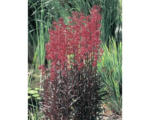 Hornbach Wasserlobelia FloraSelf Lobelia cardinalis H 20-60 cm Co 10 L