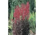 Hornbach Wasserlobelia FloraSelf Lobelia cardinalis H 20-60 cm Co 10 L