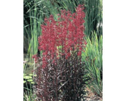 Wasserlobelia FloraSelf Lobelia cardinalis H 20-60 cm Co 10 L