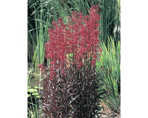 Wasserlobelia FloraSelf Lobelia cardinalis H 20-60 cm Co 10 L