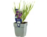 Hornbach Zierlauch FloraSelf Allium 'Millenium' H 5-20 cm Co 0,5 L