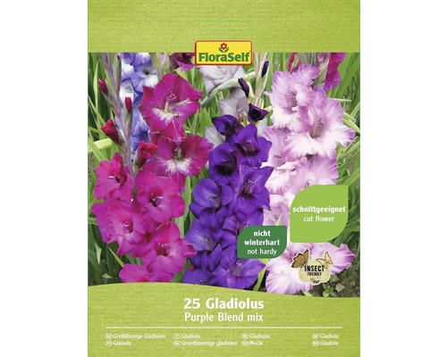 Blumenzwiebel Gladiolen 'Purple Blend' 25 Stk.