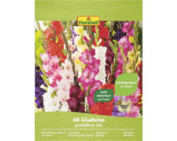 Blumenzwiebel Gladiolen 'Grossblumiger Mix' 40 Stk