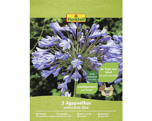 Blumenzwiebel Agapanthus/Doldenlilie blau 3 Stk