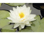 Hornbach Seerose FloraSelf Nymphaea-Cultivars 'Albatros' H 5-30 cm Co 1 L