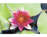 Hornbach Seerose FloraSelf Nymphaea-Cultivars 'Burgundy Princess' H 5-30 cm Co 1 L