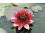 Hornbach Seerose FloraSelf Nymphaea-Cultivars 'Perry Almost Black' H 5-30 cm Co 1 L