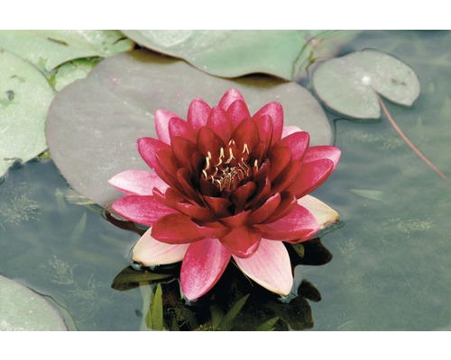 Seerose FloraSelf Nymphaea-Cultivars 'Perry Almost Black' H 5-30 cm Co 1 L