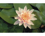 Hornbach Seerose FloraSelf Nymphaea-Cultivars 'Colorado' H 5-30 cm Co 1 L