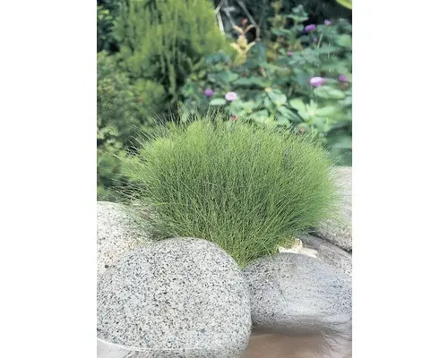 Nadelsimse FloraSelf Eleocharis acicularis H 10-20 cm Co 3 L