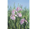 Hornbach Wasserschwertlilie FloraSelf Iris laevigata 'Rose Queen' H 20-80 cm Co 10 L